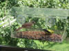 Window bird feeder