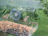 Window bird feeder