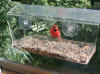 Window bird feeder